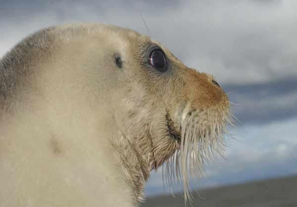 noaa-endangered-seals-101206-02