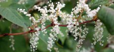 C7WPBJ Japanese Knotweed; Reynoutria japonica; cornwall; UK