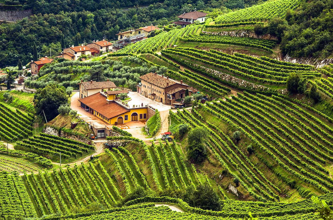 Valpolicella vineyards