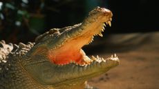 A crocodile in Queensland with jaws wide open.