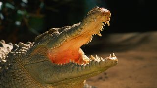 A crocodile in Queensland with jaws wide open.