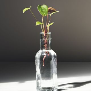 Anthurium sprout in a bottle with water on a white table