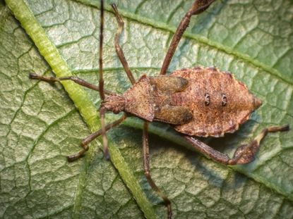Squash Bug On Leaf