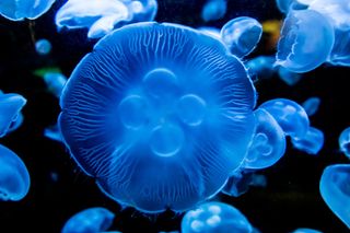 Closeup of a Beautiful Moon Jellyfish (Aurelia aurita).