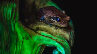 Biofluorescent frog on top of a glowing bioluminescent mushroom.