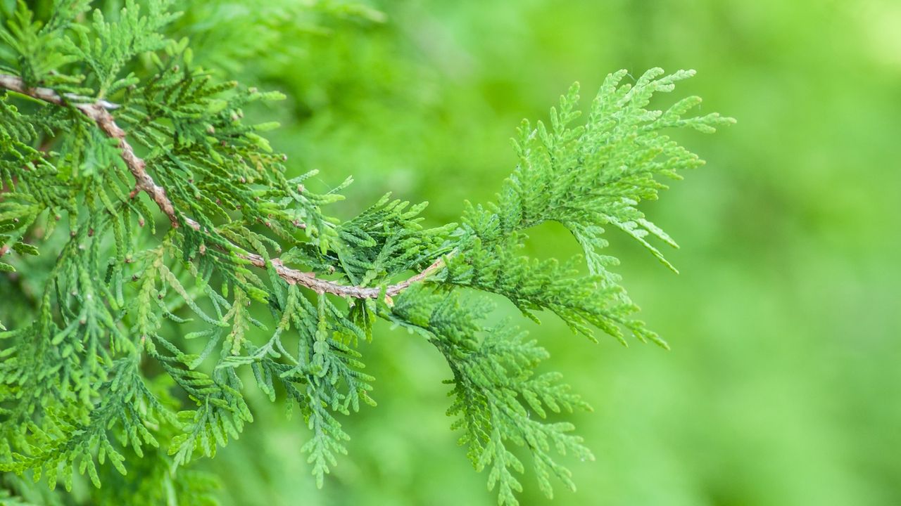 Green foliage of a Leyland cypress tree in a garden border