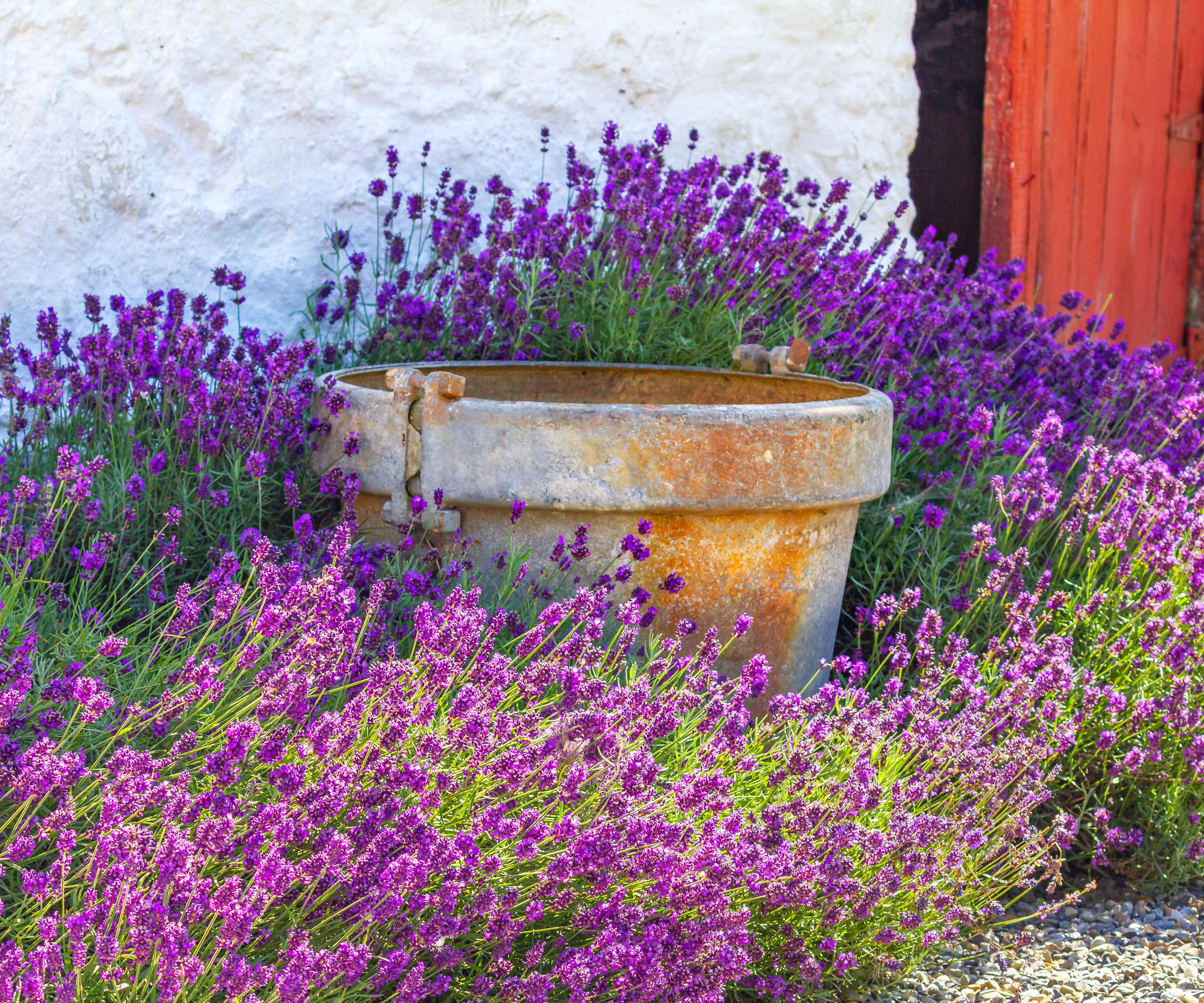 large terracotta pot surrounded by lavender against a white wall and red wooden door