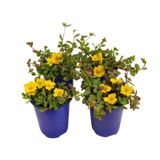 Yellow flowering purslane plant in containers