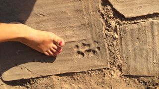 Excavator Lauren DiSalvo and other researchers discovered a dog paw print on one of the house’s terracotta floor tiles.
