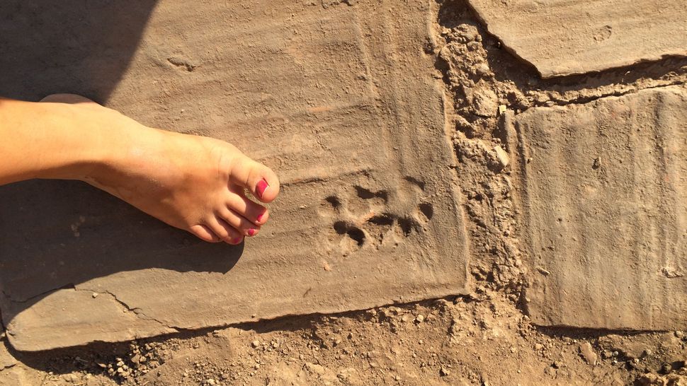 Puppy prints and wall illusions found in 1,500-year-old house in Turkey