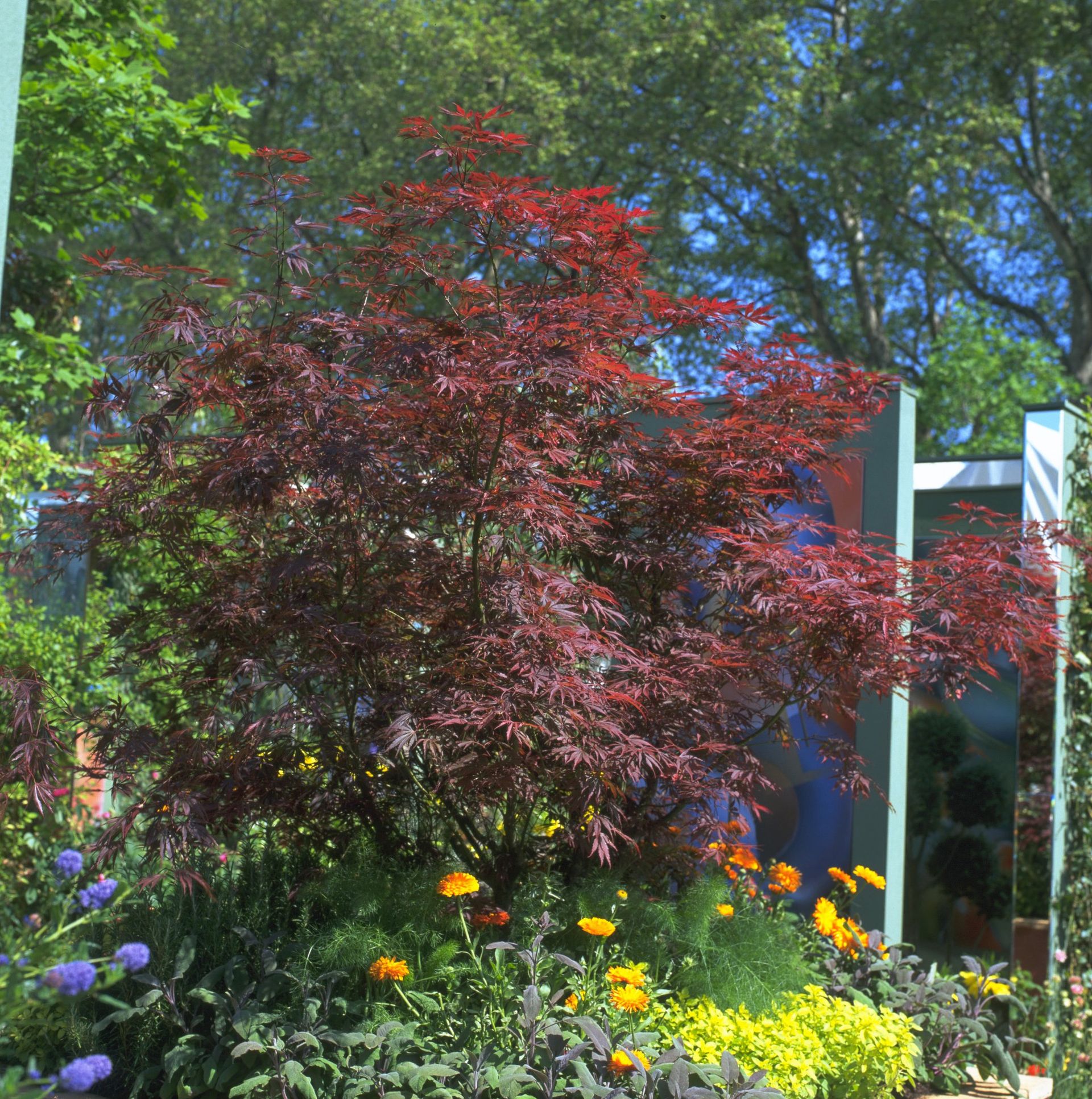 How to grow acers follow our tips and add yearround interest to your