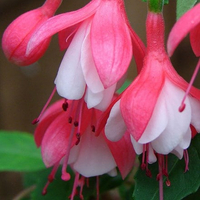 Fuchsia 'Lady Thumb' from Crocus