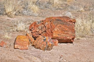 petrified forest national park, fossils