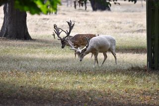 Fallow deer seen at Bushy Park in London