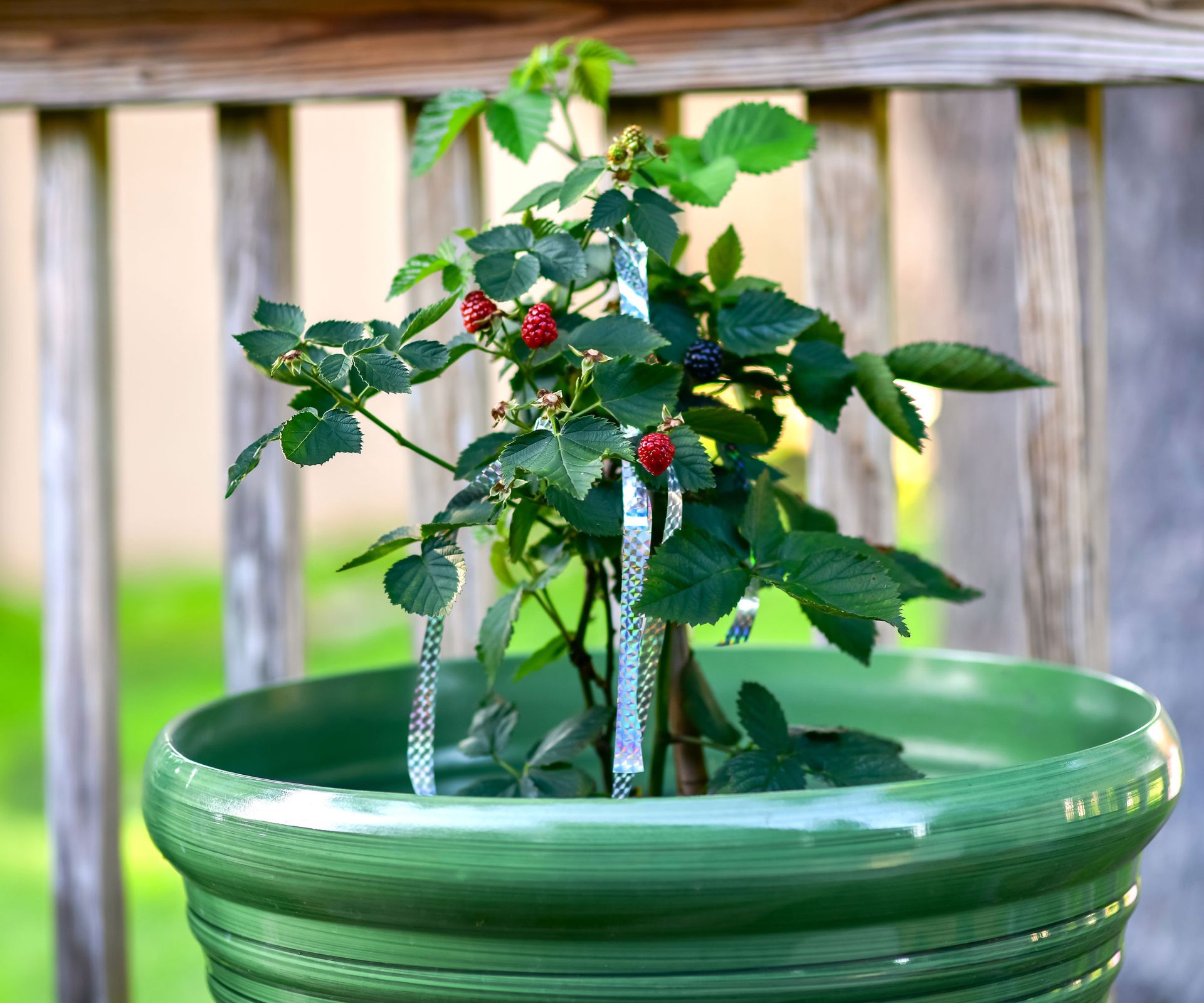 young dwarf raspberry plant with fruit in glazed green container on bench