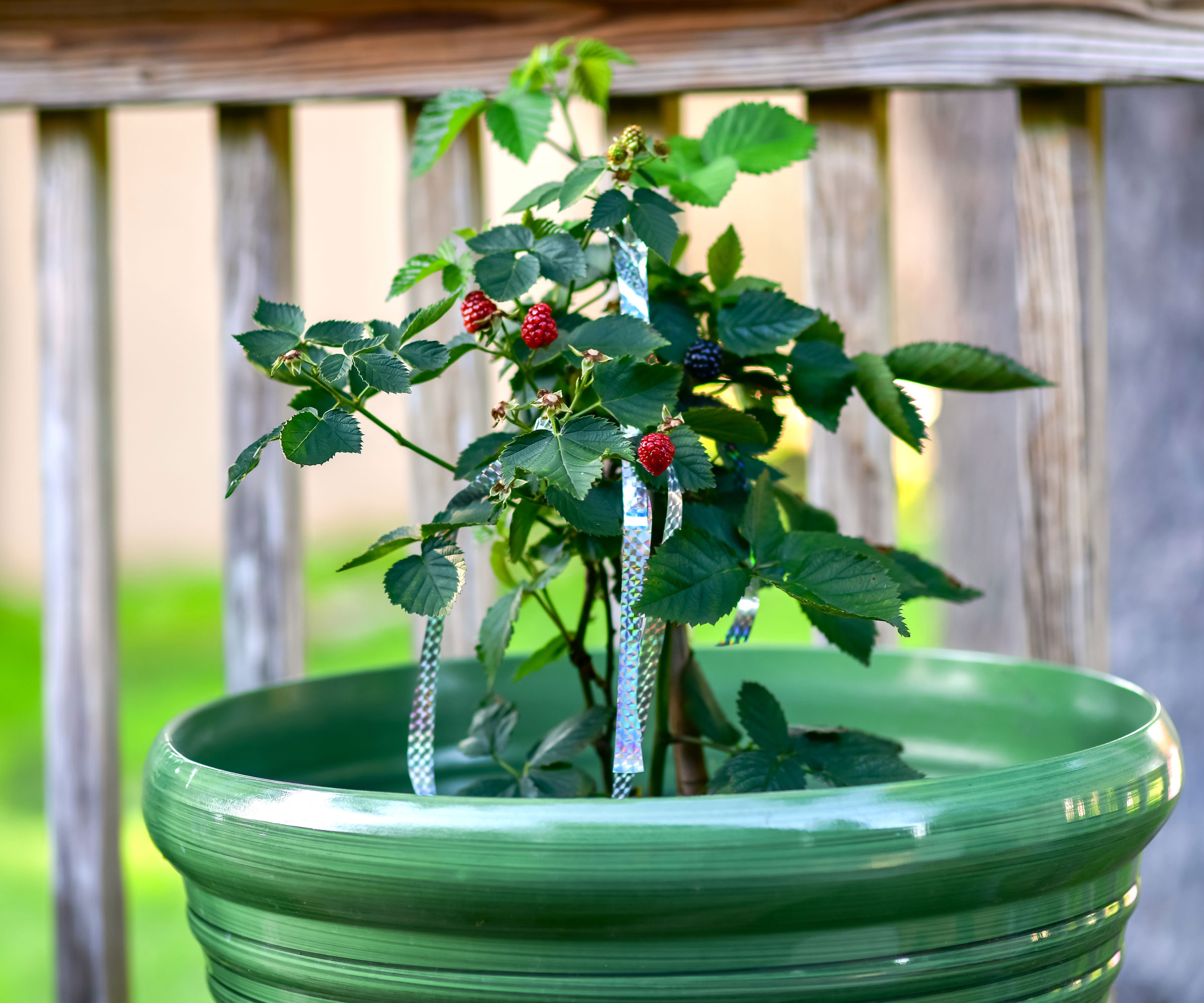 young dwarf raspberry plant with fruit in glazed green container on bench