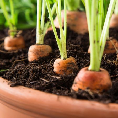 Carrots Growing in Terra Cotta Pot