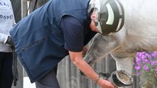 HAH00.lb_BellEquinestockshoot.BELL_EQUINE_STOCK_SHOOT_ok_kc_best_of_bunchBEX_PATTENDEN_FO20240514_8072.jpg