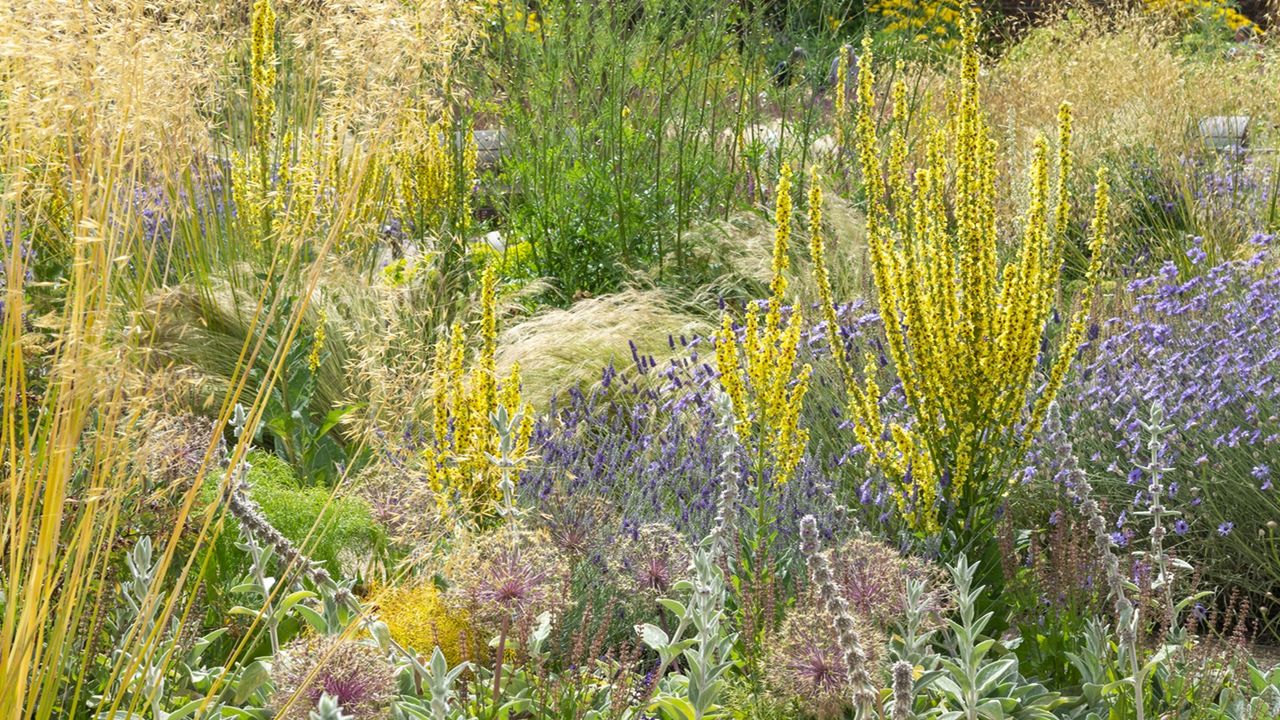 common mullein