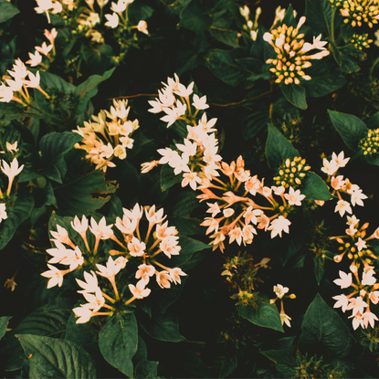 Tuberose perfumes