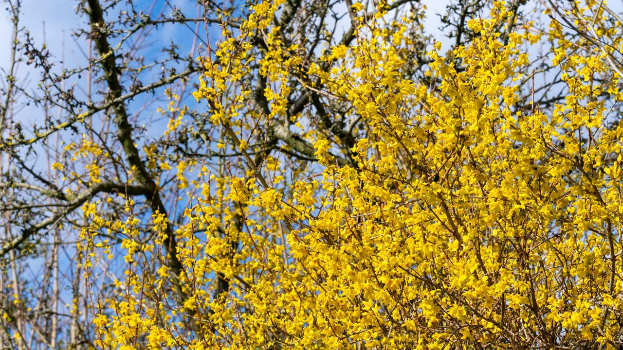 Yellow flowering forsythia shrub in garden