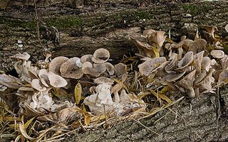 Mushrooms - Raymond Blanc