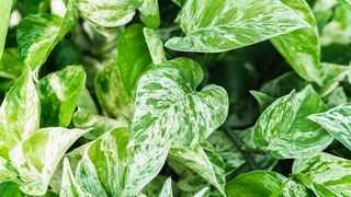 Foliage of Queen Marble Pothos houseplant