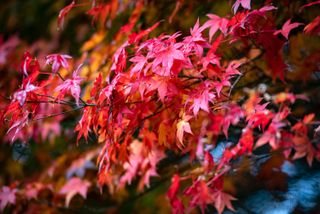 small Japanese garden ideas: red acer