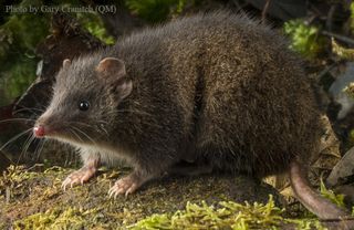 The Tasman Peninsula dusky antechinus is under threat. 