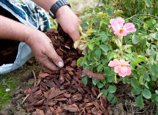 garden water saving tips: Mulch your borders