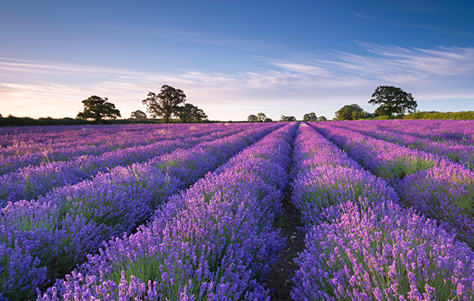 Lavender field Somerset, England