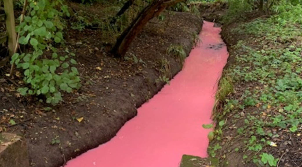 The Alsa stream in Tiverton, Devon, turned a vivid hue of pink 