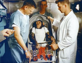 The chimpanzee Ham in his container in preparation to launch on Jan. 31, 1961.