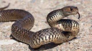 Eastern brown snake, Second most venomous species of land snake in world.