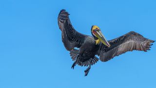 Bald Eagle flying