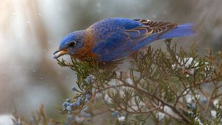 Eastern Bluebird eating from a tree