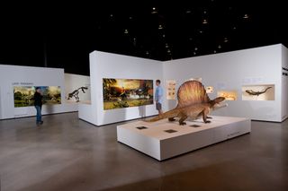 dimetrodon fossils, diplocalus fossils, texas bone bed