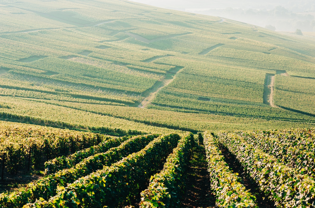 Champagne vineyards