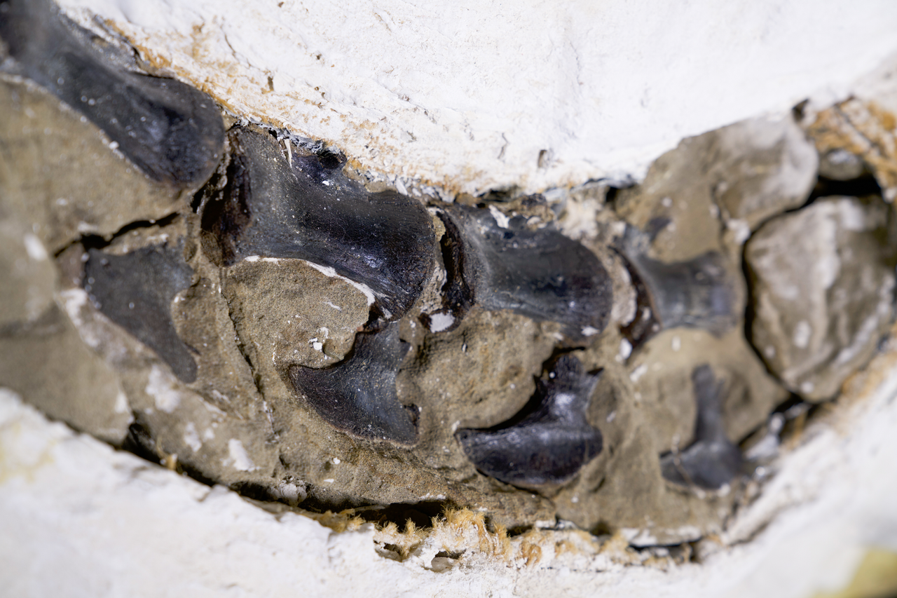 The Dueling Dinosaurs&rsquo; N. lancensis specimen preserves the first complete tail of this genus.