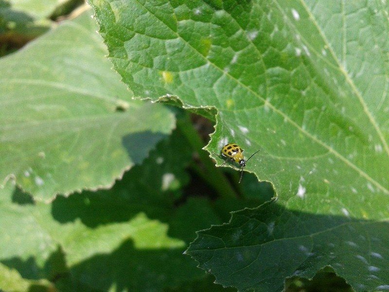 Bacterial Wilt On Cucumber Plant Leaf