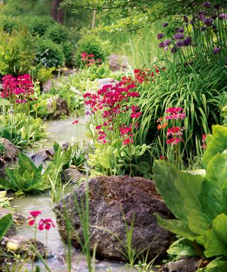 Rock garden ideas with primulas and alpine plants and flowing water.