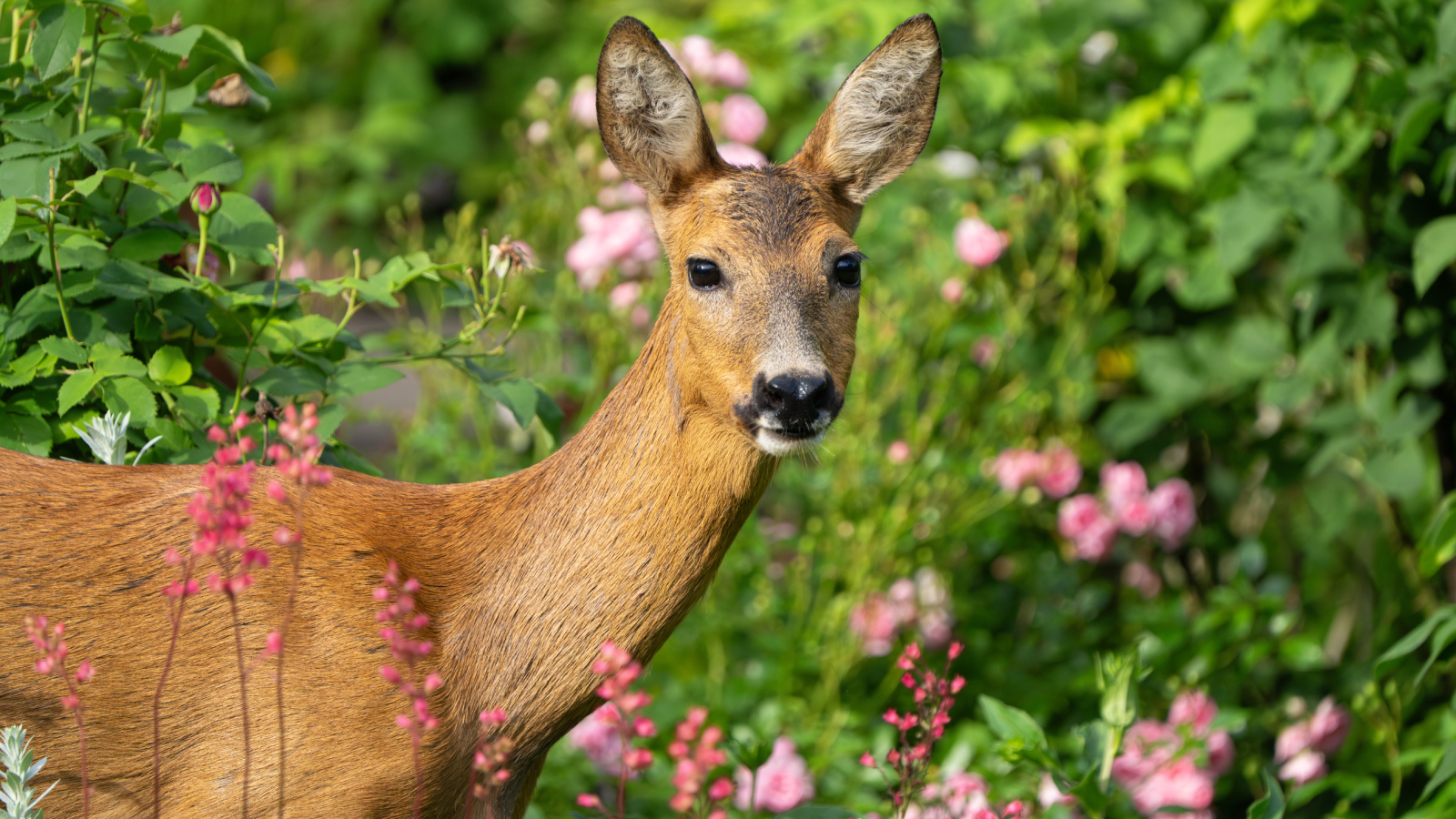 Deer in ornamental flower garden
