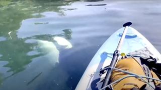Orca swims under paddleboard in Alaska