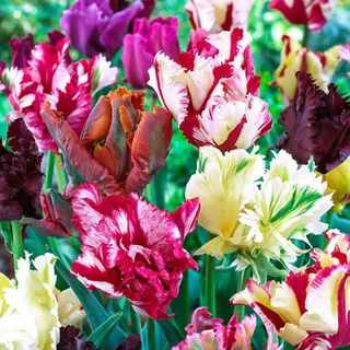 A selection of mature parrot tulips