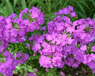 Un cespuglio fiorito di Phlox paniculata (Phlox da giardino) con fiori viola o rosa.