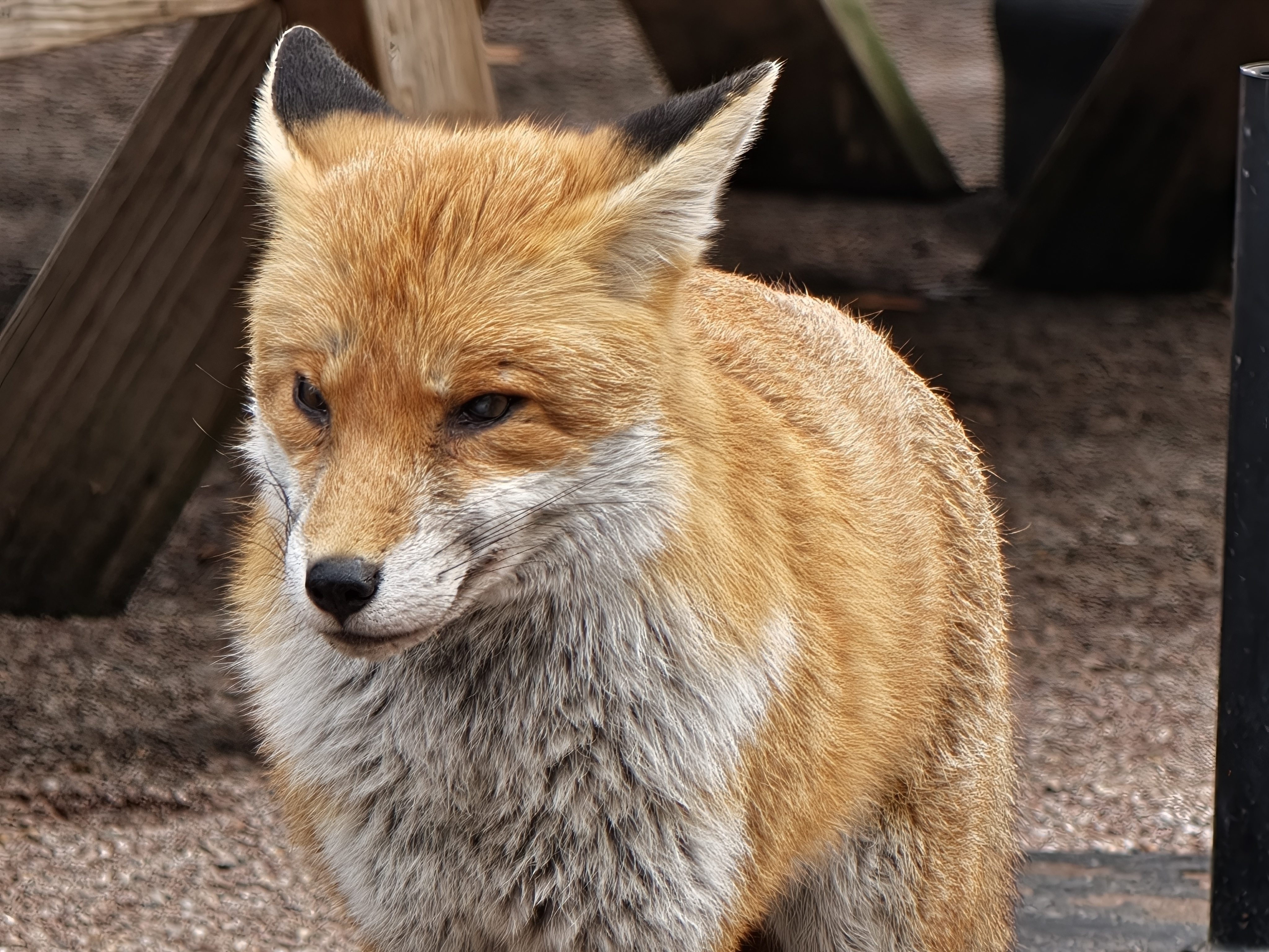 Close up of a fox