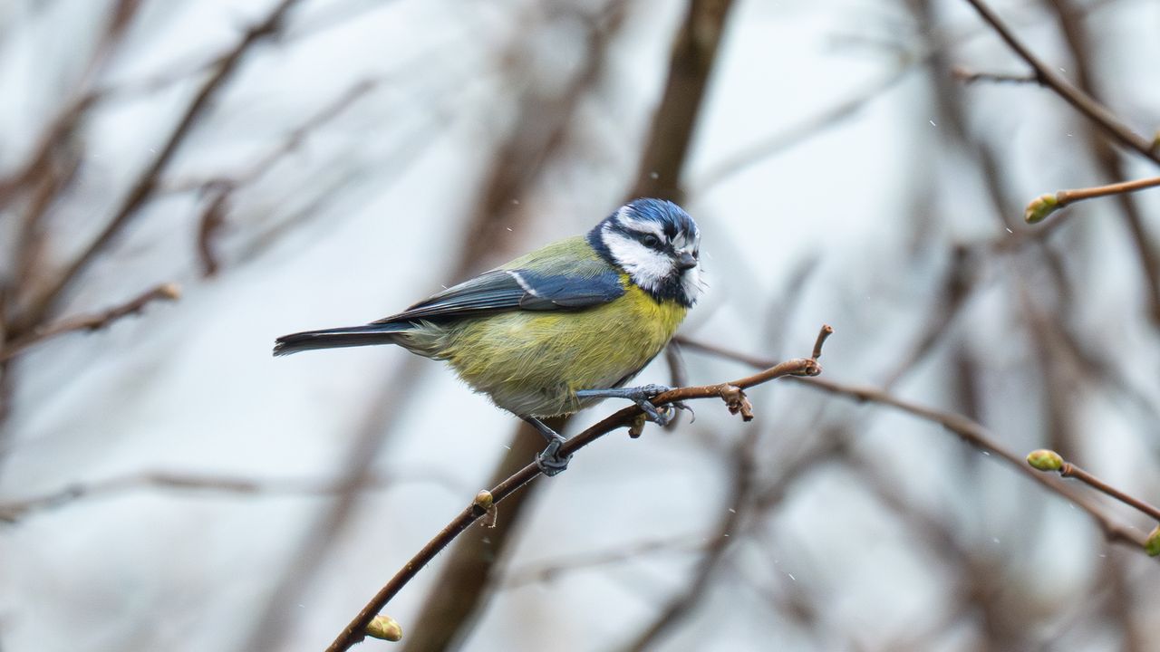 eurasian blue tit sat in a tree