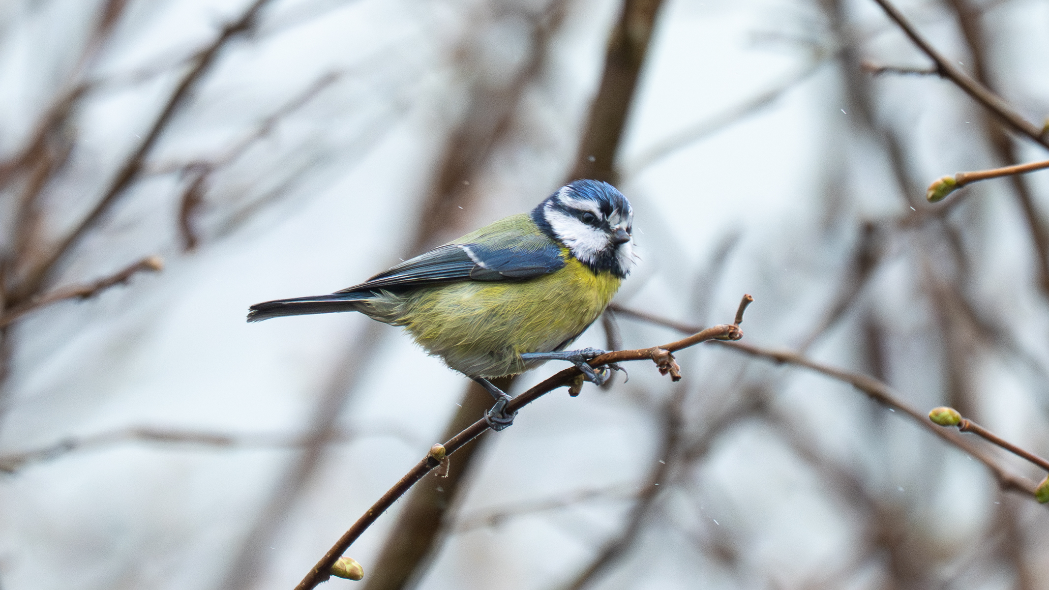 eurasian blue tit sat in a tree