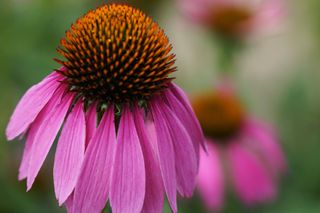 GuruShots - Flower Spotlight