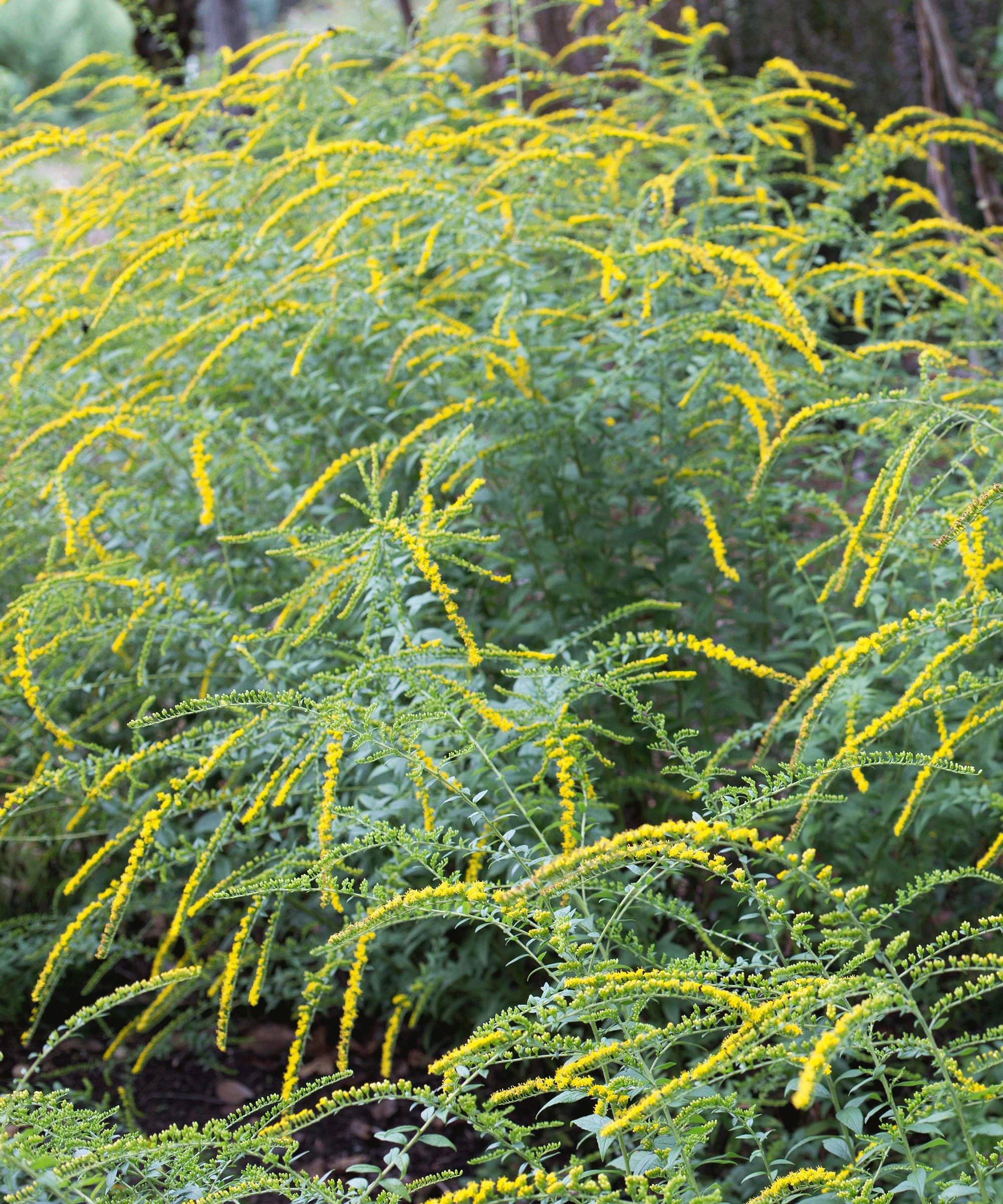yellow flowers and foliage of Solidago rugosa 'Fireworks' goldenrod